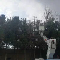 هرس وقطع انواع درخت باهرارتفاعی