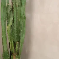کاکتوس