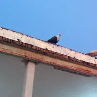 کله سفیدکاکلی|پرنده|مبارکه, |دیوار