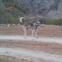واگذاری سگ