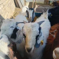 کره نر|حیوانات مزرعه|یزد, |دیوار