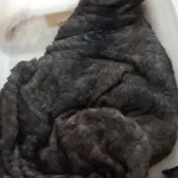 خیگ|ظروف نگهدارنده، پلاستیکی، یکبارمصرف|یاسوج, |دیوار