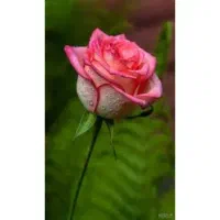 دنبال ی  کار پارو وقتم