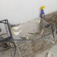 عروس هلندی