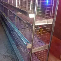 قفس مرغی تخمگذار