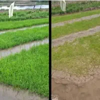 کود ریشه زایی و رفع کچلی و زردی زمین شلتوک