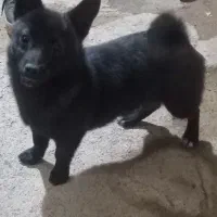 حیوانات خانگی