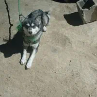 سگ خارجی|سگ|یاسوج, |دیوار