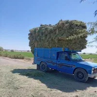 بیده|خوردنی و آشامیدنی|کرمان, |دیوار
