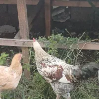 خروس|حیوانات مزرعه|رشت, رشتیان|دیوار