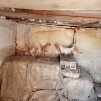 مرغ و خروس وارداتی بوف