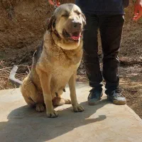 سگ پژدر|سگ|تهران, آبشار|دیوار