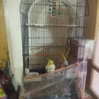 دو جفت عروس هلندی هر دو جفت با جوجه|پرنده|سبزوار, قلعهنو دهزار|دیوار