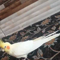 عروس هلندی نر