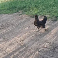 تخم مرغ نطفه دار