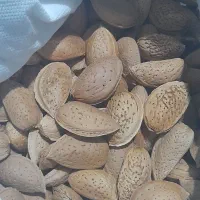 فروش باغ انگوری