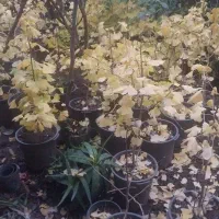 فروش گیاه ژینکو|گل و گیاه طبیعی|رحیمآباد, |دیوار