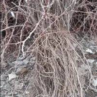 نهال انگور سیاه دیمی  سردشت و مریوان ( رَشه)