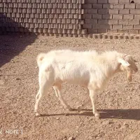 بز سانن|حیوانات مزرعه|فردوس (خراسان), |دیوار