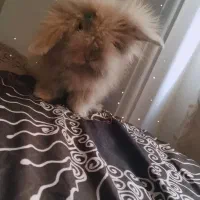 خرگوش لوپ ترکیش آنگورا