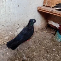 اشعل و زاغ|پرنده|خرمشهر, |دیوار