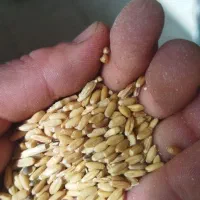 گندم دیم تمیز