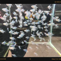 فروش ویژه آذر ماه آغازشد کالر + گلوفیش+ماهی رنگی|ماهی|مشهد, فاطمیه|دیوار