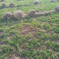 فروش یونچه|لوازم جانبی حیوانات|خوی, |دیوار