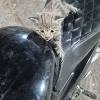 توله گربه واگذار میشود