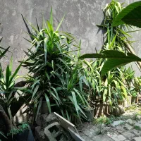 گیاه یوکا|گل و گیاه طبیعی|لاهیجان, خالو باغ|دیوار