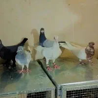 معاوضه کفتر
