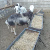 بره و قوچ|حیوانات مزرعه|عسگران, |دیوار