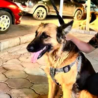 سگ ژرمن