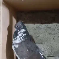 سوسک زغالی گردن کلفت