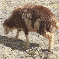 بره نرسبک.گوسفند