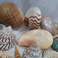 انواع صدفهای کلکسیونی طبیعی