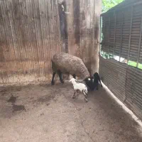 گوسفند لاکن لاروف رومانوف بره قوچ