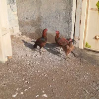 تخم مرغ|حیوانات مزرعه|کرمانشاه, |دیوار