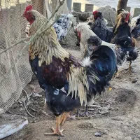 خروس محلی اصیل