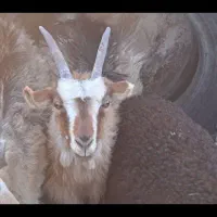کولار ماده .بز میش قوچ