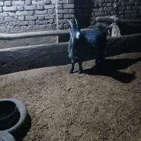 بزغاله گله|حیوانات مزرعه|قیدار, |دیوار