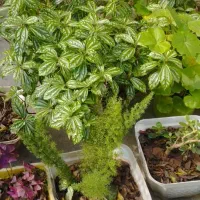 27گلدان گل طبیعی