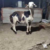 قوچ بره بروجردی