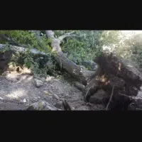 چوب درخت گردو خیس ۸۰ساله