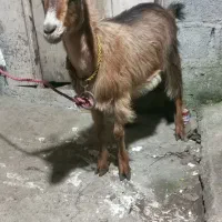 بز ماده