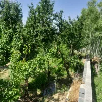 باغچه-500-متری-پیشک-2-ژیانپور