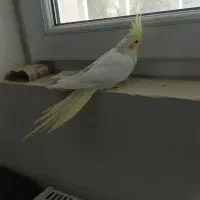 یک جفت عروس هلندی