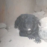 واگذاری یک عدد توله ۱ساله|سگ|داران, |دیوار