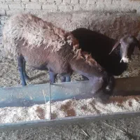 میش زیده