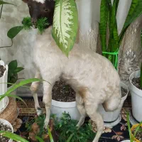 مجسمه